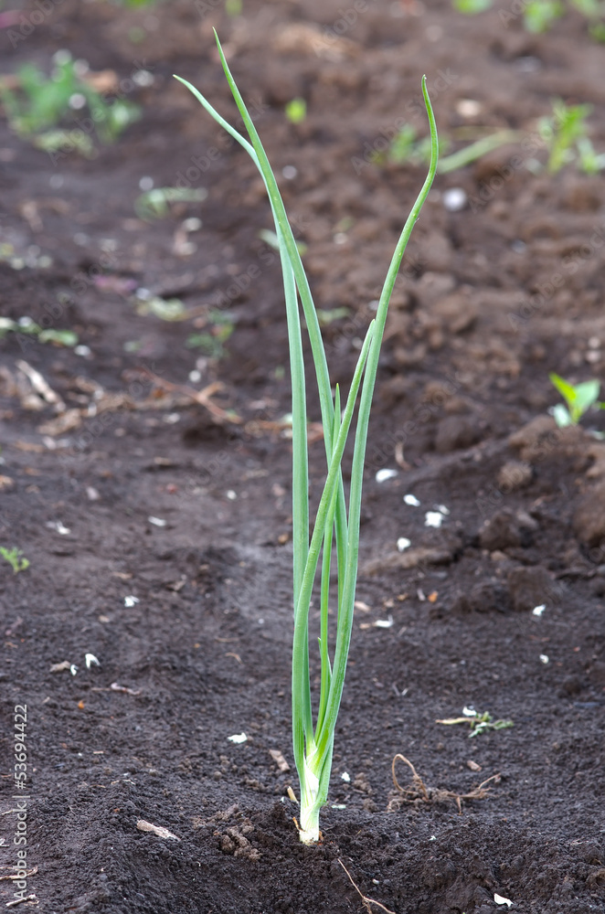 Green onion Green onion