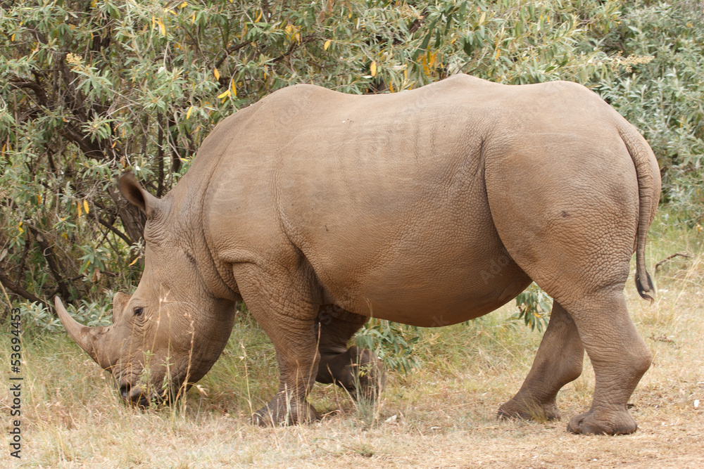 Fototapeta premium white rhino