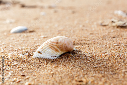 Sea shell on the sand