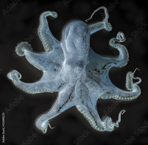 Photography octopus x-ray style