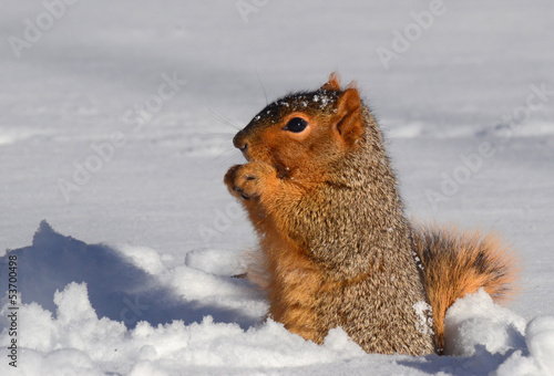 Squirrel in snow standing up eating