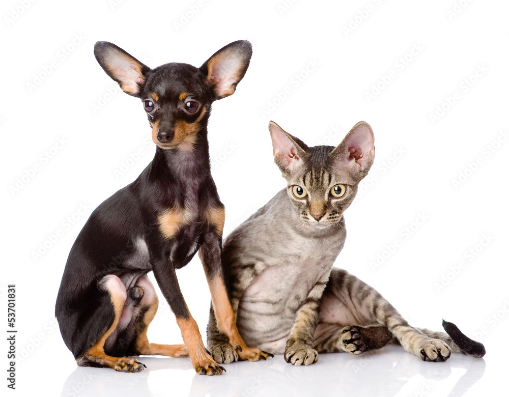 devon rex cat and toy-terrier puppy together. isolated on white