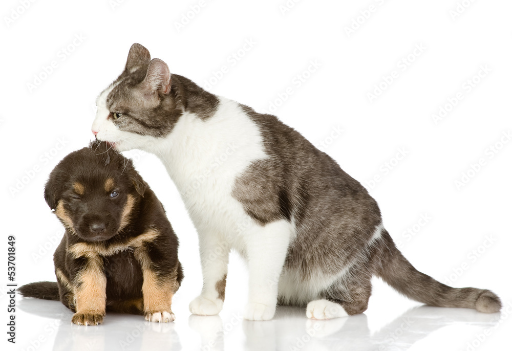 cat kisses a puppy. Isolated on a white background cat kisses a puppy. Isolated on a white background