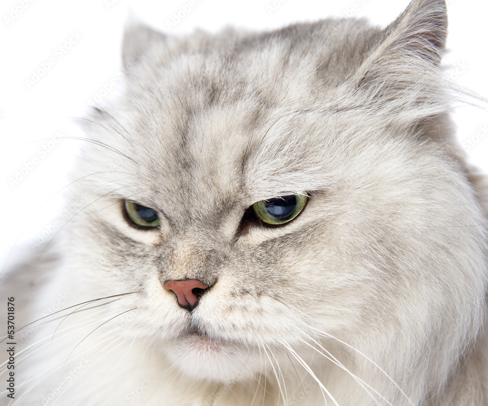 closeup persian gray cat portrait. isolated on white background closeup persian gray cat portrait. isolated on white background