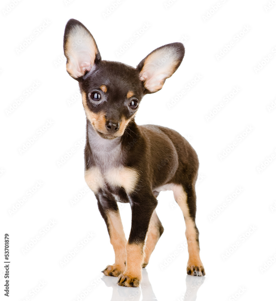 Toy Terrier looking at camera. isolated on white background Toy Terrier looking at camera. isolated on white background