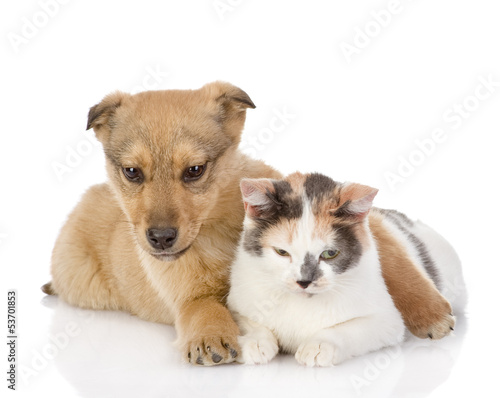 the dog and cat have a rest together. isolated on white 