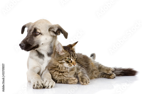 the cat and dog lie together. Isolated on a white background © Ermolaev Alexandr