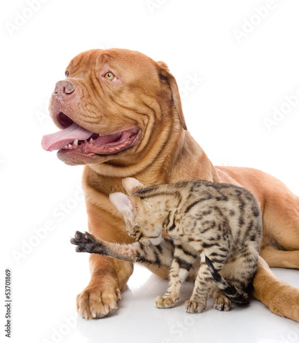 Dogue de Bordeaux (French mastiff) and Bengal cat 