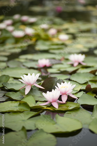 Water lily flowers