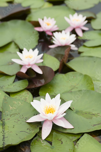 Water lily flowers