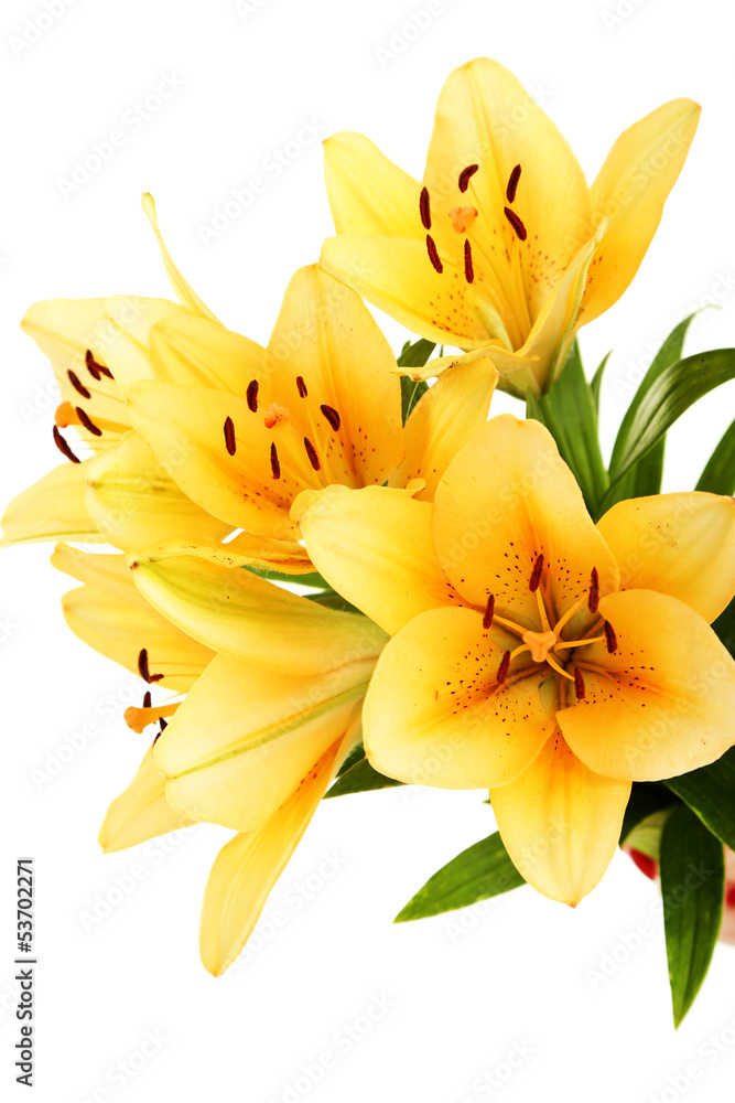 Beautiful orange lilies, isolated on white Beautiful orange lilies, isolated on white
