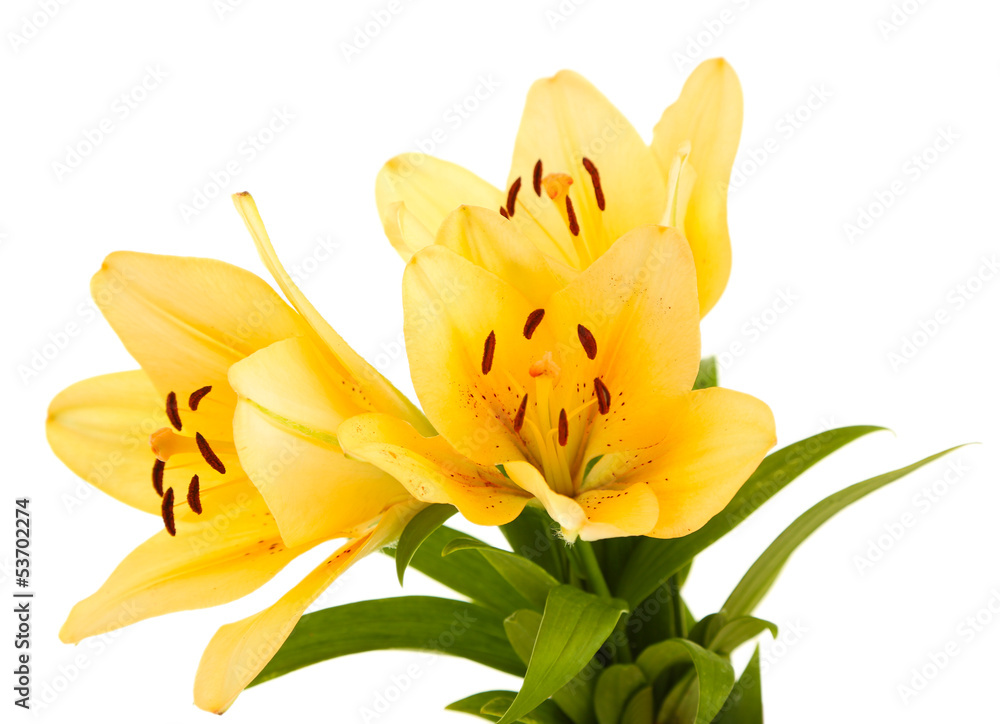 Obraz premium Beautiful orange lilies, isolated on white