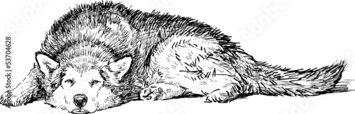 lying husky