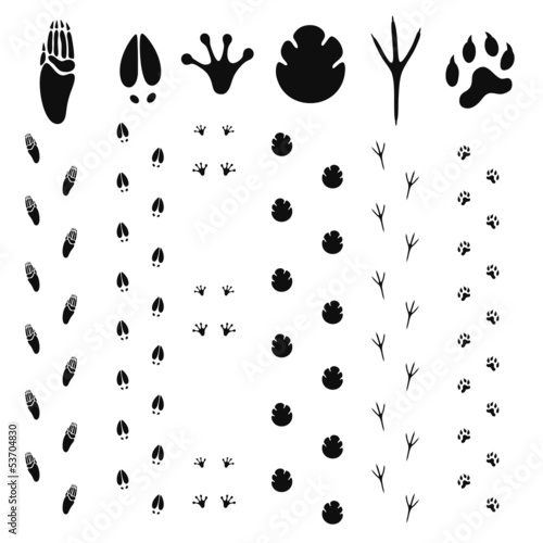 Paw Print