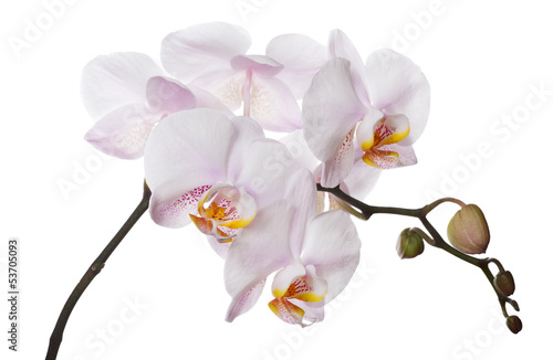 Fototapeta Naklejka Na Ścianę i Meble -  orchid branch with pink spotted centers