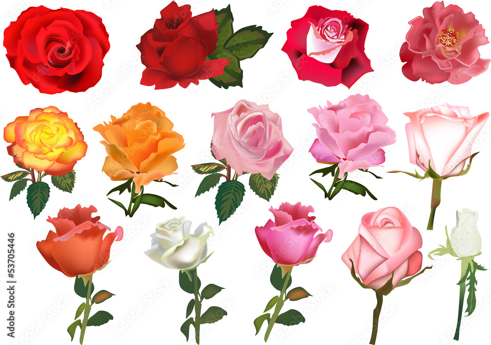 fourteen color roses collection isolated on white fourteen color roses collection isolated on white