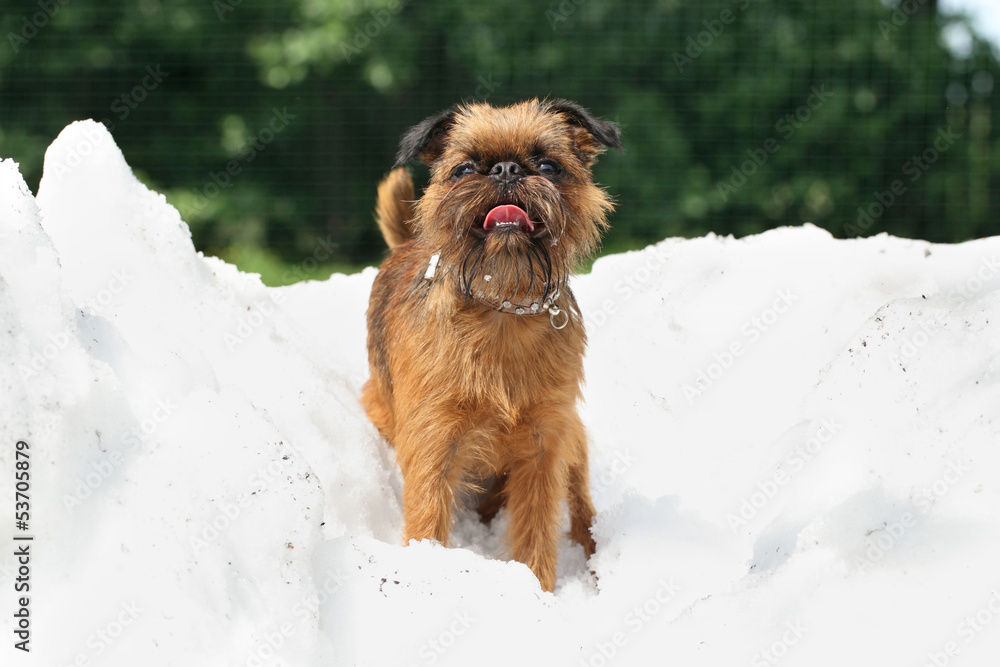 Dog breed Griffon on a pile of snow Dog breed Griffon on a pile of snow