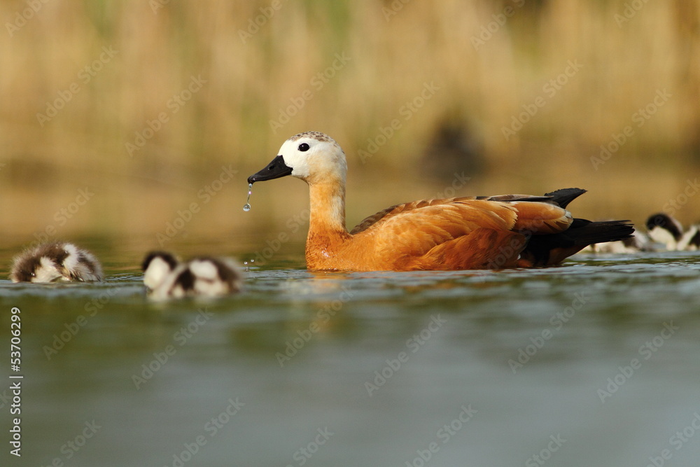 Ruddy Shelduck Tadorna ferrugienea family