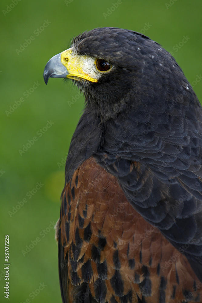 Wüstenbussard Wüstenbussard