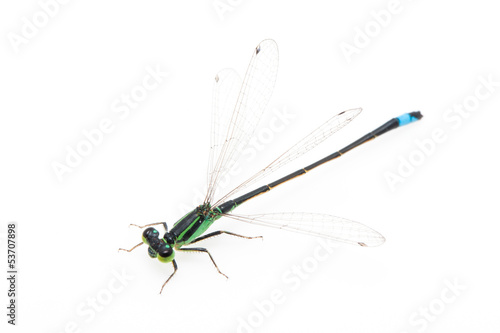 small green dragonfly on white background
