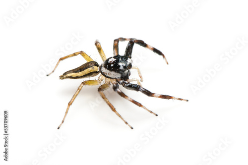 Image of jumper spider on white background