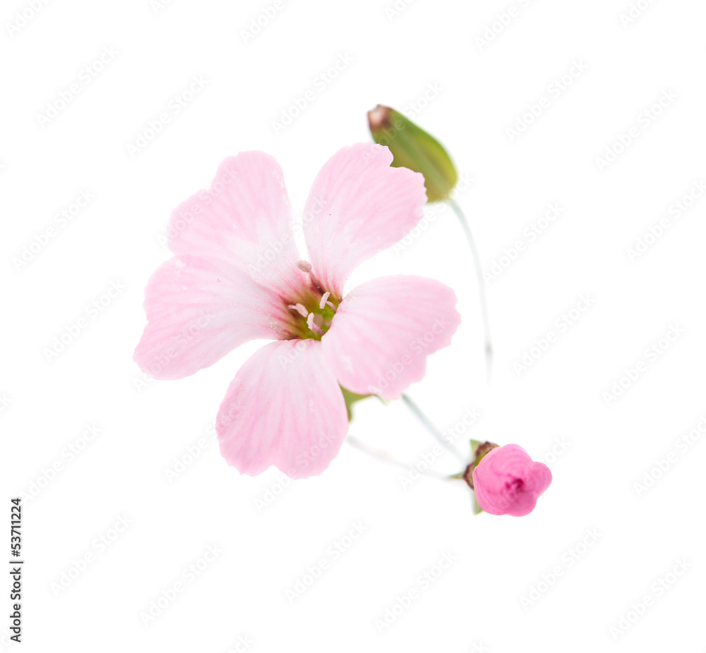delicate pink flowers delicate pink flowers