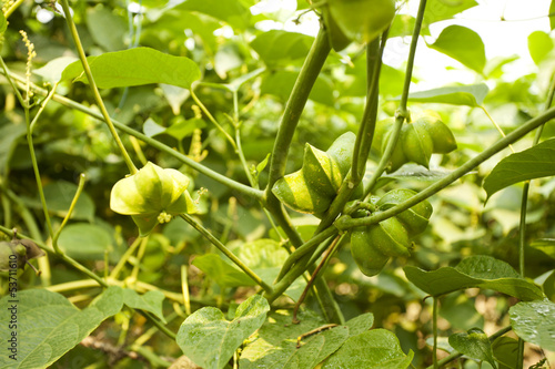 Fotografie Sasha Inchi fruit, Fruit of Sasha Inchi tree wine in plantation