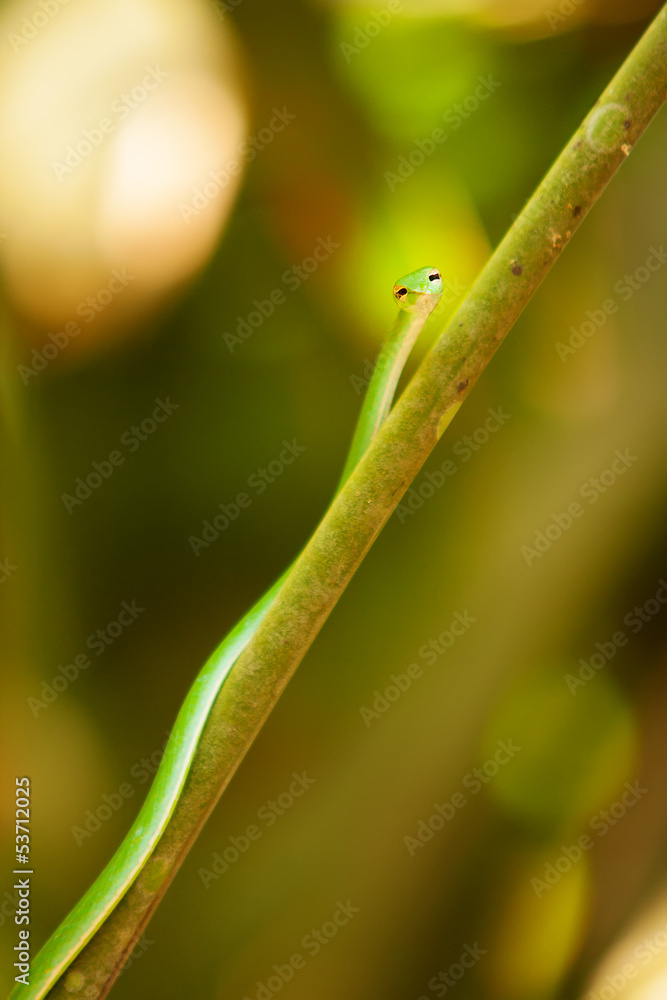 Slim snake is crawling on brench in forest of Sri Lanka Slim snake is crawling on brench in forest of Sri Lanka