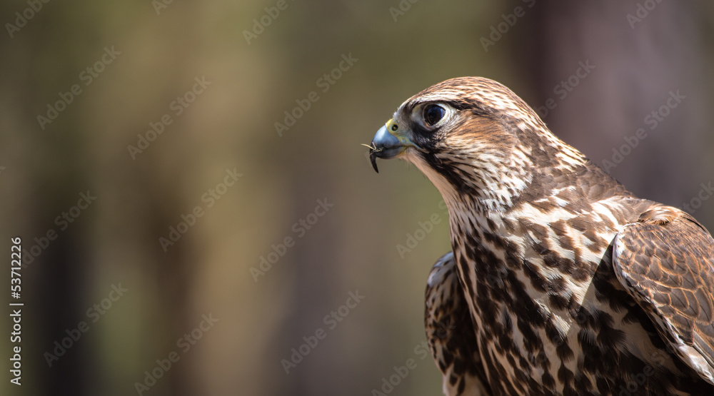 Saker Falcon Saker Falcon