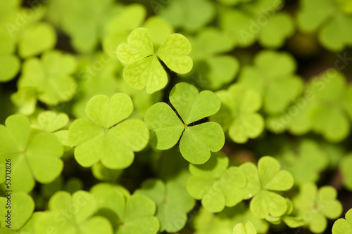 clover, green wallpaper of clover leaves with some dew drops
