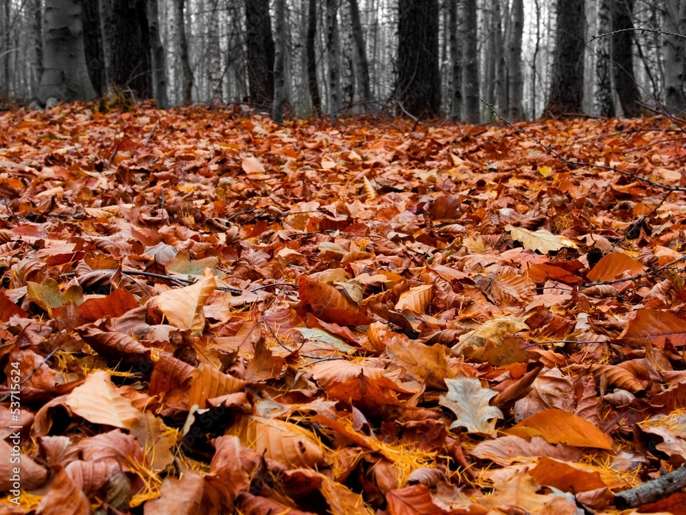 Autumn forest in misty weather with fallen leaves Autumn forest in misty weather with fallen leaves