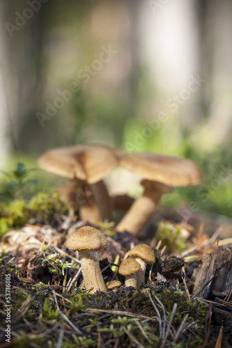 Family of fenugreek milkcap mushrooms in forest