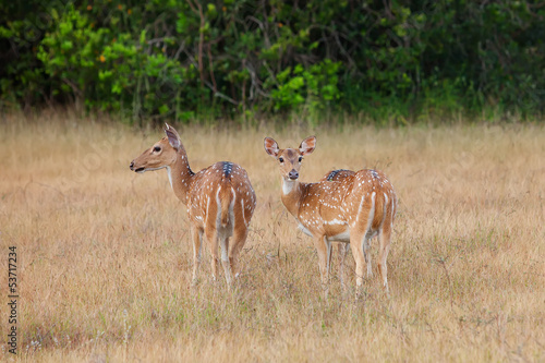 Sika deer in jungls of Sri Lanka