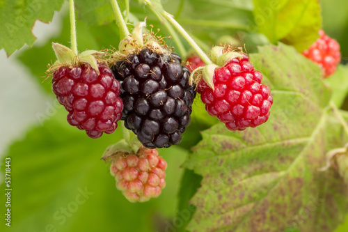 Beeren