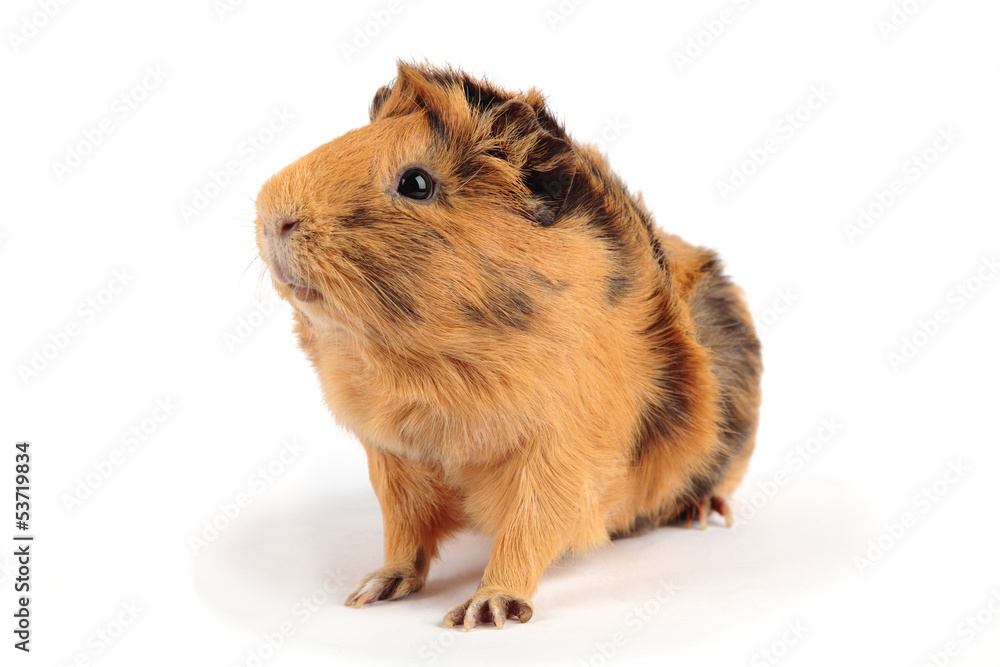 guinea pig