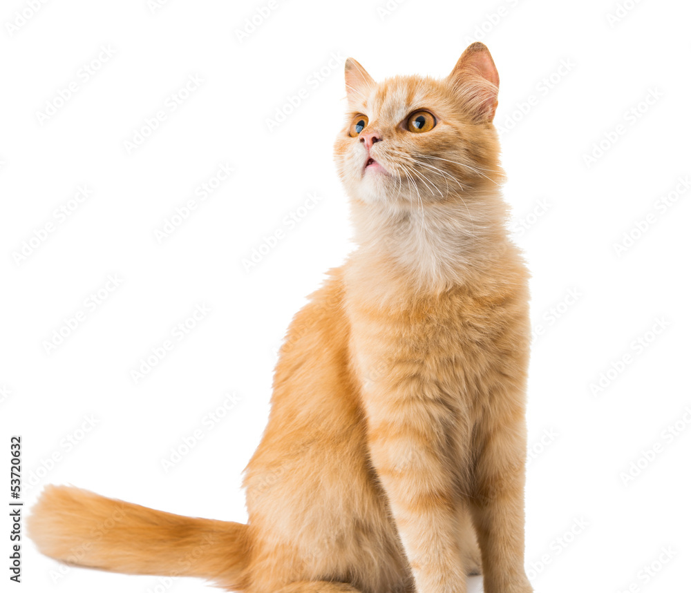 Obraz premium ginger cat