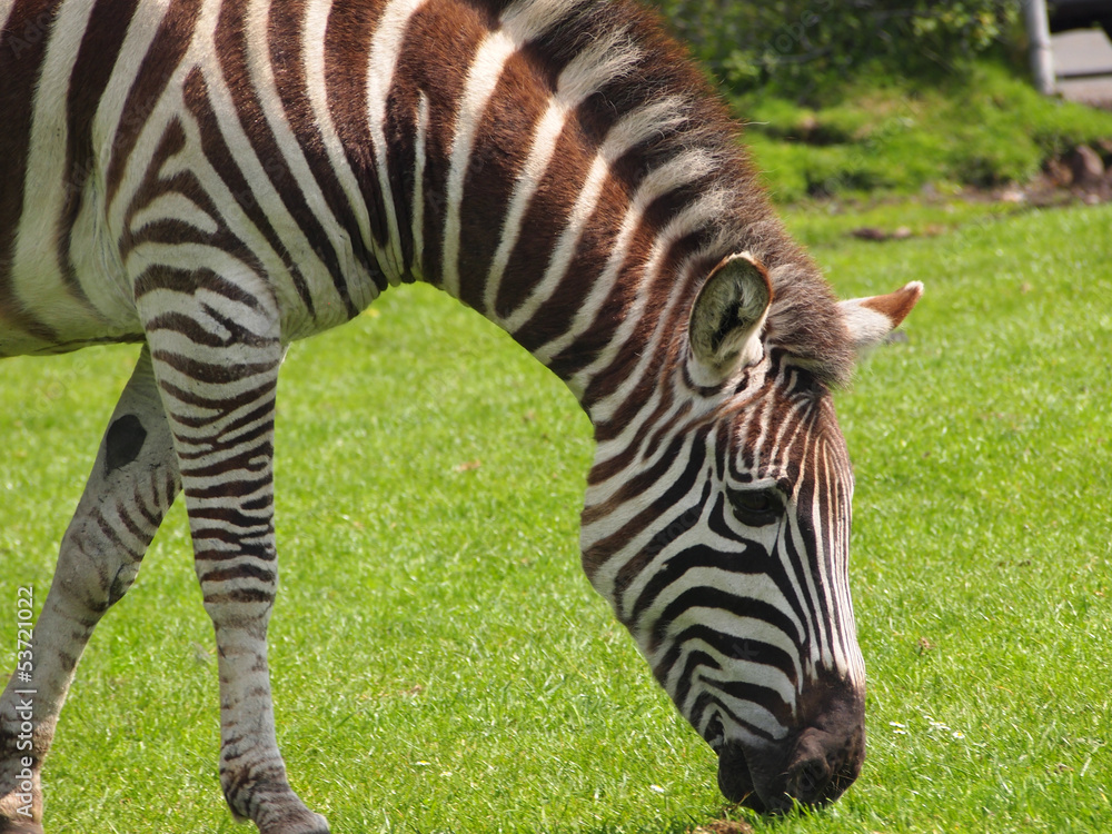 Zebra