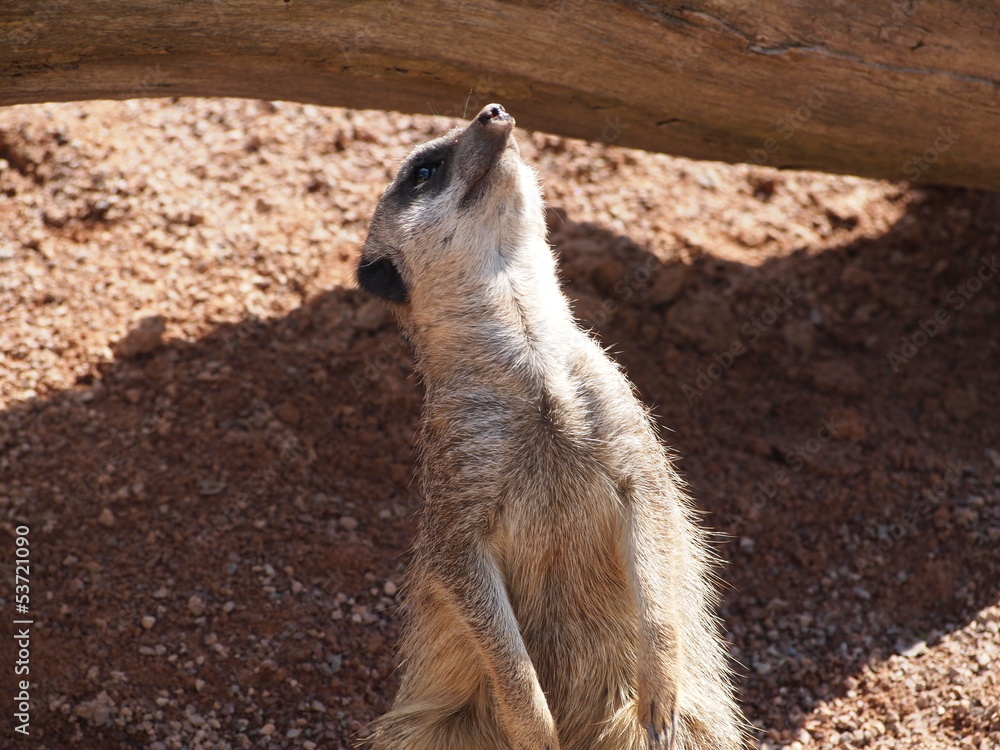 Meerkat Meerkat