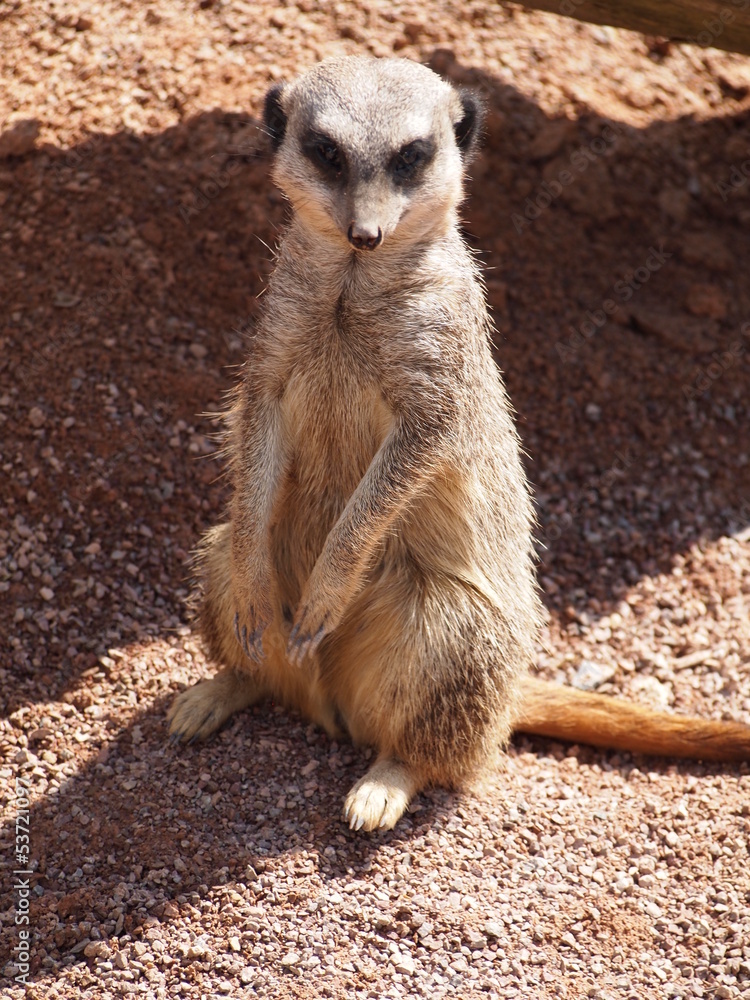 Fototapeta premium Meerkat