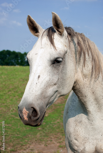 Portrait of a white horse © Hanna Aibetova
