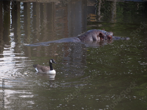 Hippo and Goose 