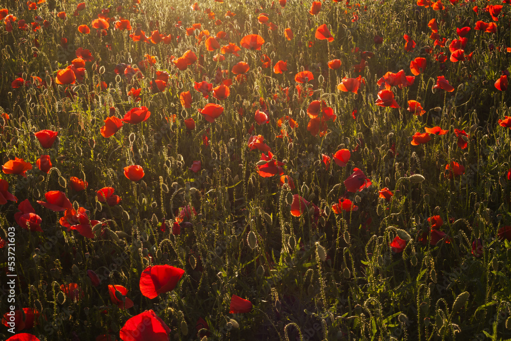 Fototapeta premium Vivid poppy field