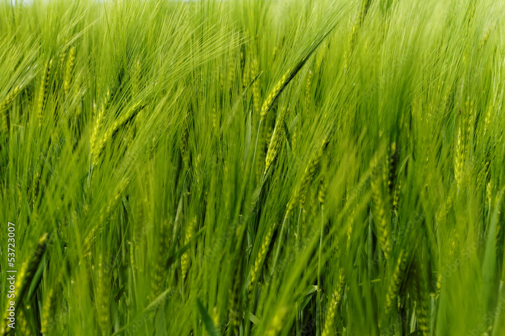 Green wheat Green wheat