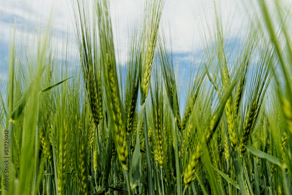 Green wheat