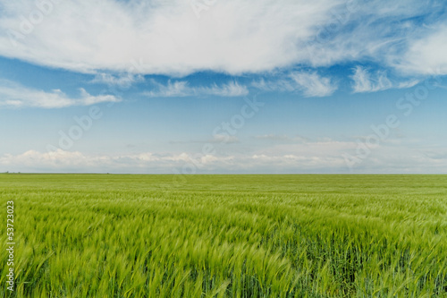 Green wheat © Nneirda