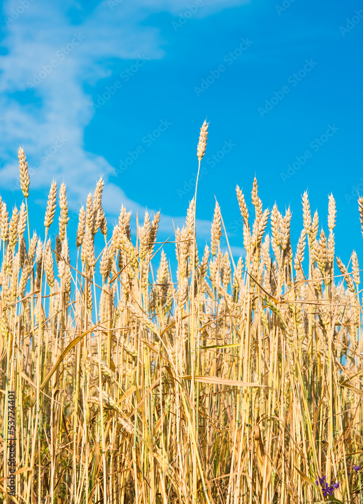 Fototapeta premium ripe wheat