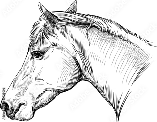 portrait of horse
