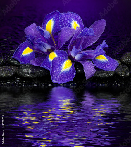 Fototapeta Naklejka Na Ścianę i Meble -  Irysy z kamieniami do spa