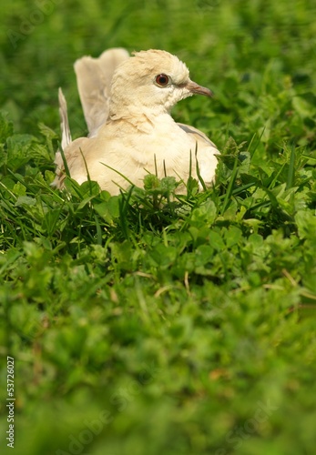 Fototapeta Naklejka Na Ścianę i Meble -  Collared Dove in the grass