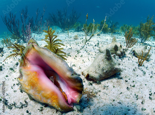 conch shell in an underwater seascape